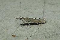 Plutella xylostella
