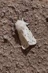 Spilosoma lubricipeda