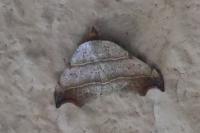 Laspeyria flexula