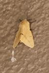 Spilarctia lutea