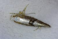 Argyresthia spinosella