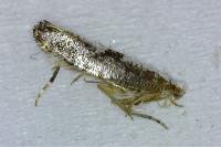 Argyresthia spinosella