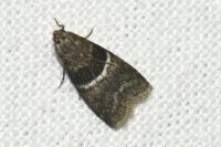 Elegia similella