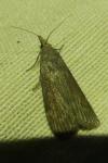 Aphomia sociella