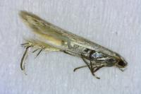Coleophora