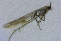 Coleophora