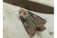 Agrotis puta