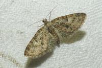 Eupithecia dodoneata