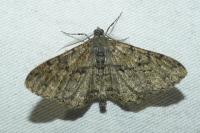 Peribatodes rhomboidaria