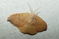 Watsonalla uncinula