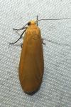 Wittia sororcula
