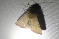 Charanyca trigrammica
