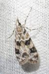 Eudonia delunella