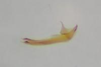Coleophora glaucicolella