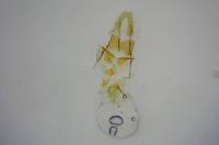 Aethes deaurana