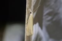 Crambus perlellus