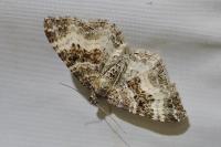 Epirrhoe alternata