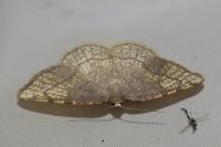 Stegania trimaculata