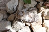 Cossus cossus