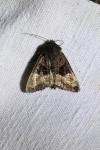 Euplexia lucipara