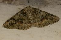 Cleorodes lichenaria