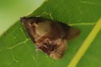 Ditula angustiorana