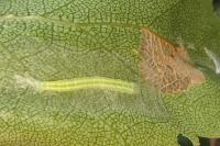 Carcina quercana