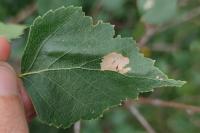 Carcina quercana