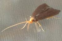 Eurodachtha pallicornella