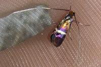 Adela australis