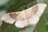 Idaea degeneraria