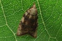 Aleimma loeflingiana