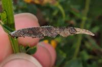 Coleophora calycotomella