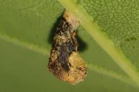 Coleophora ibipennella
