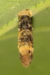 Coleophora ibipennella