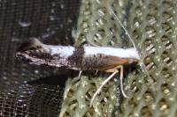 Argyresthia spinosella