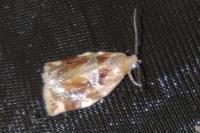 Archips xylosteana