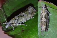 Zeiraphera isertana