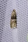 Elegia atrifasciella