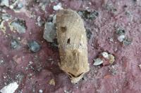 Agrotis exclamationis