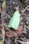 Tortrix viridana