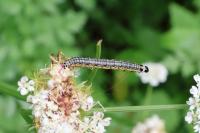 Depressaria daucella
