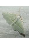 Campaea margaritaria