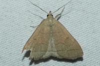 Herminia tarsipennalis