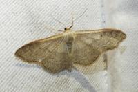 Idaea aversata