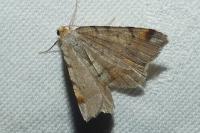 Macaria liturata