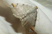 Macaria liturata
