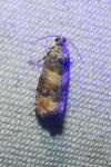 Piniphila bifasciana
