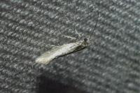 Ocnerostoma friesei