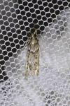 Eudonia angustea